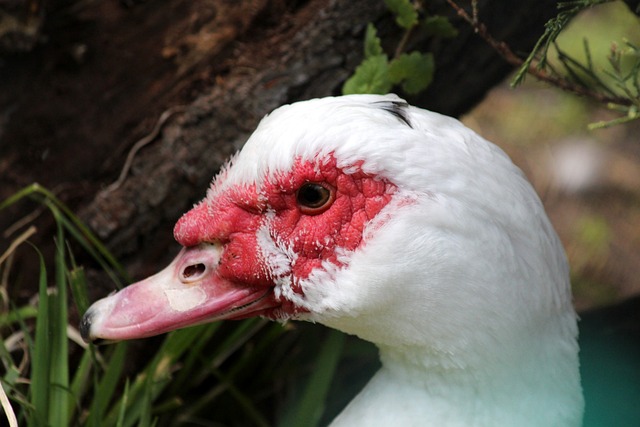 在球场上的 在球场上的